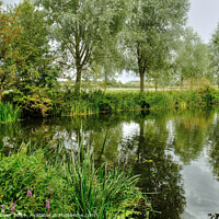 Buy canvas prints of Chelmer and Blackwater River Essex by Diana Mower