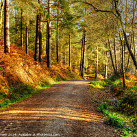 Buy canvas prints of Cannock Chase Autumn by Diana Mower