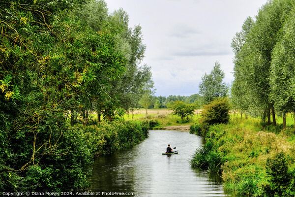 Chelmer and Blackwater kayaking  Picture Board by Diana Mower