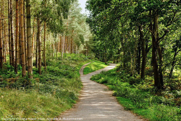 Cannock Chase Woodland Path Picture Board by Diana Mower