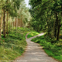 Buy canvas prints of Cannock Chase Woodland Path by Diana Mower