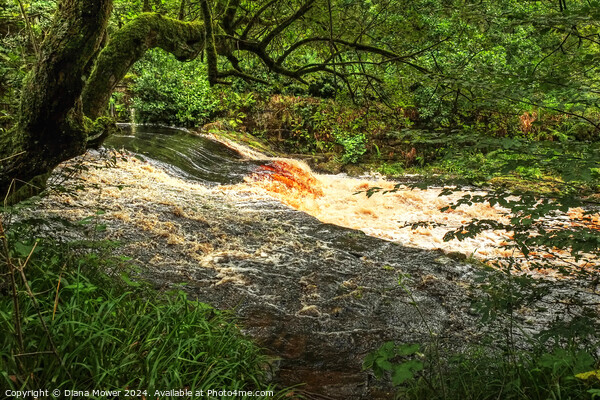 Hebden Beck near Hardcastle Crags Picture Board by Diana Mower
