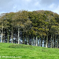 Buy canvas prints of The Coming Home Trees Panoramic by Diana Mower