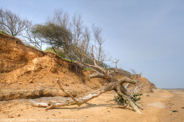 Walton on the Naze Coastal Erosion Picture Board by Diana Mower