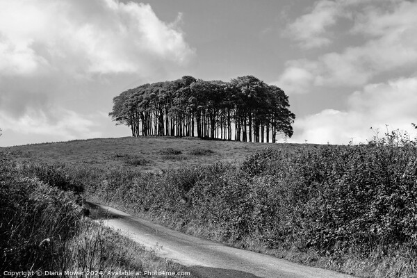 The Nearly Home trees monochrome Picture Board by Diana Mower
