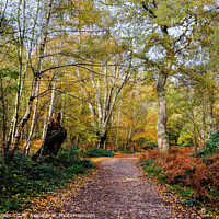 Buy canvas prints of Epping Forest Autumn Walk by Diana Mower