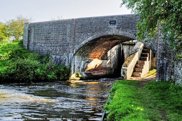 Broom Bridge Penkridge Canal Picture Board by Diana Mower