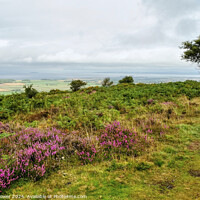 Buy canvas prints of  Quantocks and Somerset Levels by Diana Mower