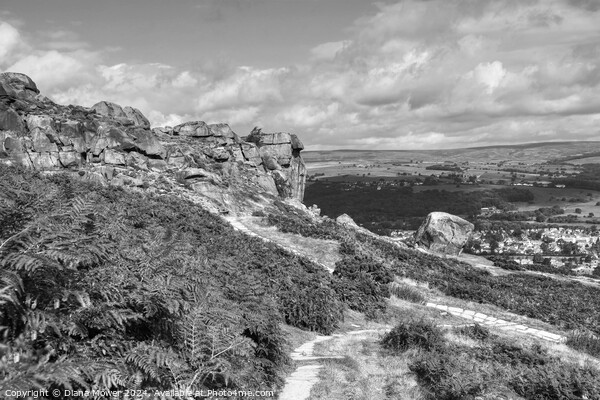 The Cow and Calf Ilkley Monochrome Picture Board by Diana Mower