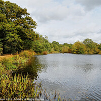 Buy canvas prints of Connaught Water Epping  by Diana Mower