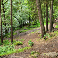 Buy canvas prints of Hebden Beck Woodlands by Diana Mower