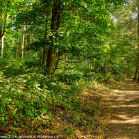 Buy canvas prints of Stansley Wood Blithfield Staffordshire by Diana Mower