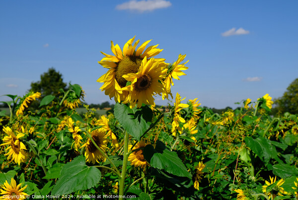 Sunflower Field  Picture Board by Diana Mower