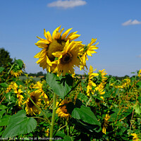 Buy canvas prints of Sunflower Field  by Diana Mower