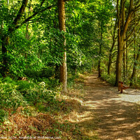 Buy canvas prints of Stansley Wood Seat Blithfield  Staffordhsire by Diana Mower