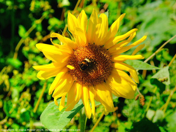 Sunflower and Bee Picture Board by Diana Mower