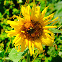 Buy canvas prints of Sunflower and Bee by Diana Mower