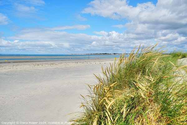West Wittering Beach and Dunes Picture Board by Diana Mower