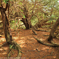 Buy canvas prints of Kingley Vale Ancient Yew Forest by Diana Mower
