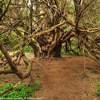 Buy canvas prints of Kingley Vale Ancient Grandfather Yew   by Diana Mower