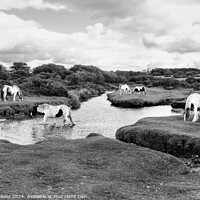 Buy canvas prints of Bodmin Moor Ponies Mono by Diana Mower