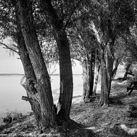 Buy canvas prints of Grafham Water Picnic spot Monochrome by Diana Mower