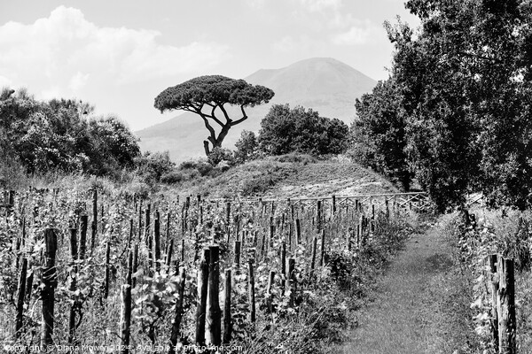 Pompeii Vineyard Monohrome  Picture Board by Diana Mower