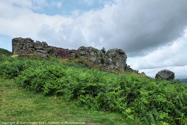 The Cow and Calf Yorkshire Picture Board by Diana Mower