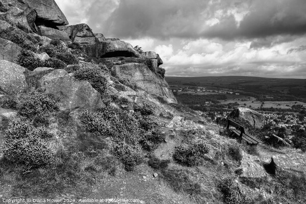 The Cow and Calf Seat Monochrome Picture Board by Diana Mower