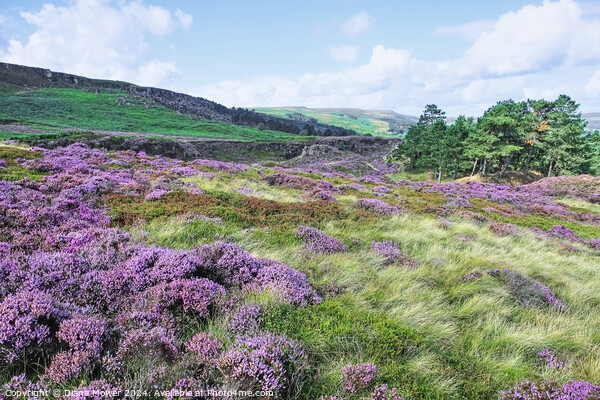 Ilkley Moor Heathers Yorkshire Picture Board by Diana Mower