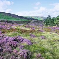 Buy canvas prints of Ilkley Moor Heathers Yorkshire by Diana Mower