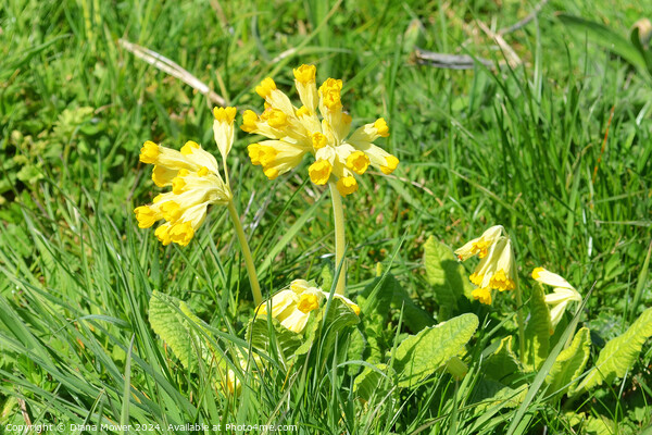 Wild Cowslip flowers UK Picture Board by Diana Mower