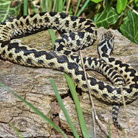Buy canvas prints of European Adder  by Diana Mower