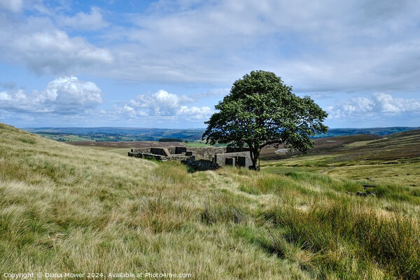 Top Withens Haworth Moor Yorkshire Picture Board by Diana Mower