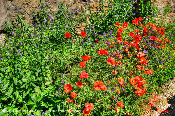 Poppies, and Vipers Bugloss,   Picture Board by Diana Mower