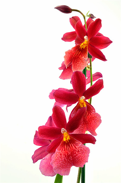 Red Orchid Picture Board by Diana Mower