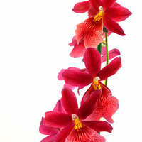 Buy canvas prints of Red Orchid by Diana Mower