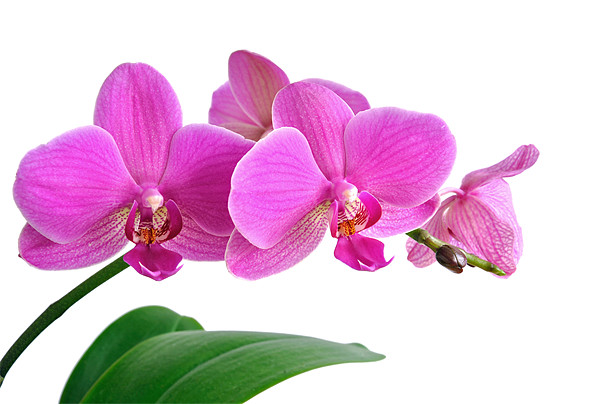 Bright Pink Orchid Picture Board by Diana Mower