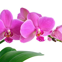 Buy canvas prints of Bright Pink Orchid by Diana Mower
