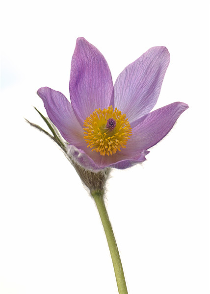 Pasque Flower isolated Picture Board by Diana Mower