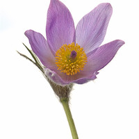 Buy canvas prints of Pasque Flower isolated by Diana Mower