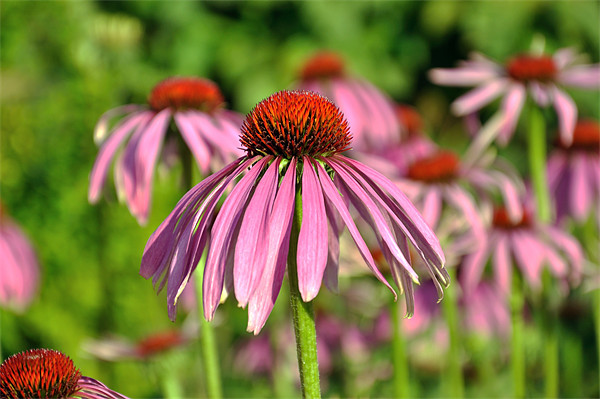 Echinacea Flowers Picture Board by Diana Mower