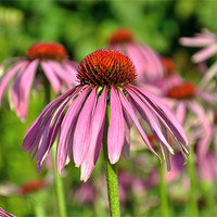 Buy canvas prints of Echinacea Flowers by Diana Mower