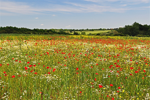 Poppy Fields in the English Countryside Picture Board by Diana Mower