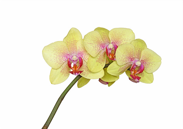 Yellow Orchid Picture Board by Diana Mower