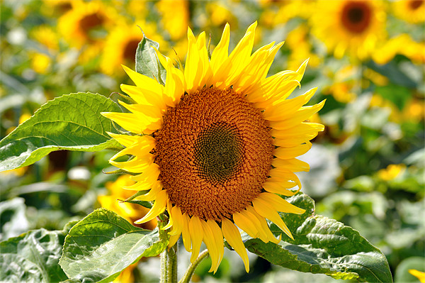 Sunflower Field Picture Board by Diana Mower