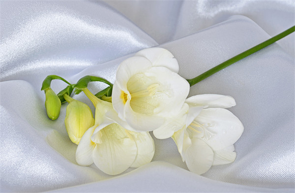 White Freesia on white Satin Picture Board by Diana Mower