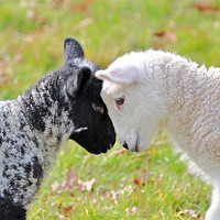Buy canvas prints of Black and white Lambs by Diana Mower