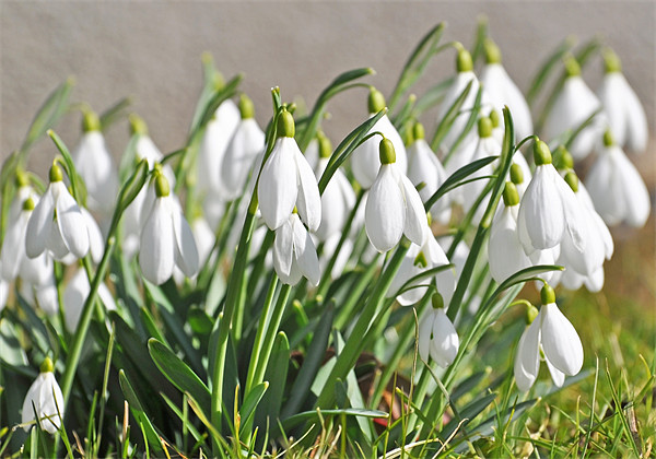  Snowdrops in Springtime England Picture Board by Diana Mower