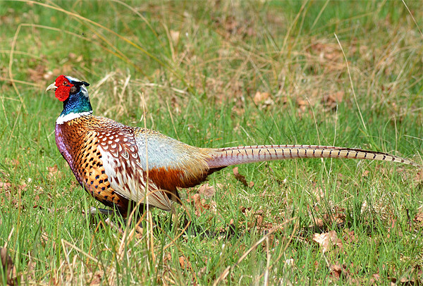 Cock Pheasant Bird Picture Board by Diana Mower